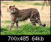 برای دیدن سایز بزرگ روی عکس کلیک کنید

نام:  cheetah2.jpg
مشاهده: 32
حجم:  63.9 کیلوبایت