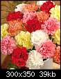 carnations