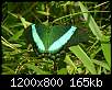 برای دیدن سایز بزرگ روی عکس کلیک کنید

نام:  butterfly-c72w.jpg
مشاهده: 58
حجم:  165.0 کیلوبایت