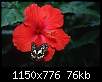 برای دیدن سایز بزرگ روی عکس کلیک کنید

نام:  butterfly-flower-xfs.jpg
مشاهده: 39
حجم:  76.5 کیلوبایت