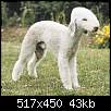 برای دیدن سایز بزرگ روی عکس کلیک کنید

نام:  bedlington_terrier2.jpg
مشاهده: 38
حجم:  43.3 کیلوبایت