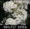 برای دیدن سایز بزرگ روی عکس کلیک کنید

نام:  spirea_arguta_36.jpg
مشاهده: 46
حجم:  160.3 کیلوبایت