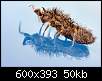 برای دیدن سایز بزرگ روی عکس کلیک کنید

نام:  Insects_01.jpg
مشاهده: 28
حجم:  50.3 کیلوبایت