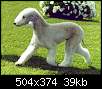 برای دیدن سایز بزرگ روی عکس کلیک کنید

نام:  bedlington_terrier10.jpg
مشاهده: 40
حجم:  38.8 کیلوبایت