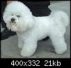 برای دیدن سایز بزرگ روی عکس کلیک کنید

نام:  bichon-Frise12.jpg
مشاهده: 50
حجم:  21.1 کیلوبایت