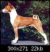 برای دیدن سایز بزرگ روی عکس کلیک کنید

نام:  basenji4.jpg
مشاهده: 27
حجم:  22.1 کیلوبایت