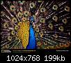 برای دیدن سایز بزرگ روی عکس کلیک کنید

نام:  peacock.jpg
مشاهده: 103
حجم:  198.7 کیلوبایت