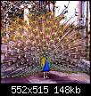 برای دیدن سایز بزرگ روی عکس کلیک کنید

نام:  peacock3.jpg
مشاهده: 49
حجم:  148.0 کیلوبایت