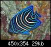 برای دیدن سایز بزرگ روی عکس کلیک کنید

نام:  angelfish.jpg
مشاهده: 163
حجم:  29.5 کیلوبایت