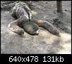 برای دیدن سایز بزرگ روی عکس کلیک کنید

نام:  farapix_com_379ffae8ded3f1edb28c09f4973cbade_Three-Toed-Sloth-in-the-Amazon.jpg
مشاهده: 56
حجم:  130.9 کیلوبایت