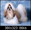 برای دیدن سایز بزرگ روی عکس کلیک کنید

نام:  shih tzu homepage.jpg
مشاهده: 260
حجم:  85.9 کیلوبایت