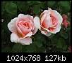 برای دیدن سایز بزرگ روی عکس کلیک کنید

نام:  rose2.jpg
مشاهده: 56
حجم:  127.3 کیلوبایت