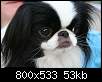 برای دیدن سایز بزرگ روی عکس کلیک کنید

نام:  Japanese Chin Dog Breed.jpg
مشاهده: 83
حجم:  53.1 کیلوبایت