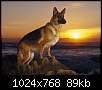 برای دیدن سایز بزرگ روی عکس کلیک کنید

نام:  german-shepherd1.jpg
مشاهده: 27
حجم:  88.6 کیلوبایت