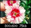 برای دیدن سایز بزرگ روی عکس کلیک کنید

نام:  Dianthus 03 big.JPG
مشاهده: 68
حجم:  74.6 کیلوبایت