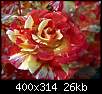 برای دیدن سایز بزرگ روی عکس کلیک کنید

نام:  normal_flowers-persianv-photo_(63).jpg
مشاهده: 40
حجم:  25.8 کیلوبایت