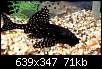 برای دیدن سایز بزرگ روی عکس کلیک کنید

نام:  aquaquestcatfish.jpg
مشاهده: 274
حجم:  71.1 کیلوبایت
