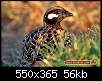 برای دیدن سایز بزرگ روی عکس کلیک کنید

نام:  Black-Francolin4-785cc049a6.jpg
مشاهده: 86
حجم:  55.6 کیلوبایت