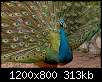 برای دیدن سایز بزرگ روی عکس کلیک کنید

نام:  1361434660-1361429148-peacock-background-8.jpg
مشاهده: 50
حجم:  312.7 کیلوبایت