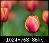 برای دیدن سایز بزرگ روی عکس کلیک کنید

نام:  tulips2.jpg
مشاهده: 53
حجم:  86.5 کیلوبایت