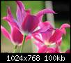 برای دیدن سایز بزرگ روی عکس کلیک کنید

نام:  tulips3.jpg
مشاهده: 49
حجم:  100.4 کیلوبایت