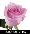 برای دیدن سایز بزرگ روی عکس کلیک کنید

نام:  Blue-Bird-Lavender-Roses-300.jpg
مشاهده: 73
حجم:  41.9 کیلوبایت