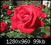 برای دیدن سایز بزرگ روی عکس کلیک کنید

نام:  MahPic_Com_rose_red_ruby_flower.jpg
مشاهده: 89
حجم:  99.3 کیلوبایت