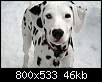 برای دیدن سایز بزرگ روی عکس کلیک کنید

نام:  800px-Dalmatian_puppy_black_Orion.jpg
مشاهده: 111
حجم:  46.0 کیلوبایت