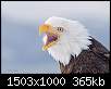 برای دیدن سایز بزرگ روی عکس کلیک کنید

نام:  547_1_mg_5702_bald_eagle_homer_alaska_jc_usm180_1_1.jpg
مشاهده: 117
حجم:  364.9 کیلوبایت