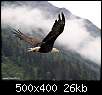 برای دیدن سایز بزرگ روی عکس کلیک کنید

نام:  Eagle-7.jpg
مشاهده: 149
حجم:  26.0 کیلوبایت