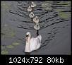 برای دیدن سایز بزرگ روی عکس کلیک کنید

نام:  Swan_27.jpg
مشاهده: 52
حجم:  80.2 کیلوبایت