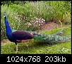 برای دیدن سایز بزرگ روی عکس کلیک کنید

نام:  1361434666-1361429492-peacock1.jpg
مشاهده: 633
حجم:  203.2 کیلوبایت
